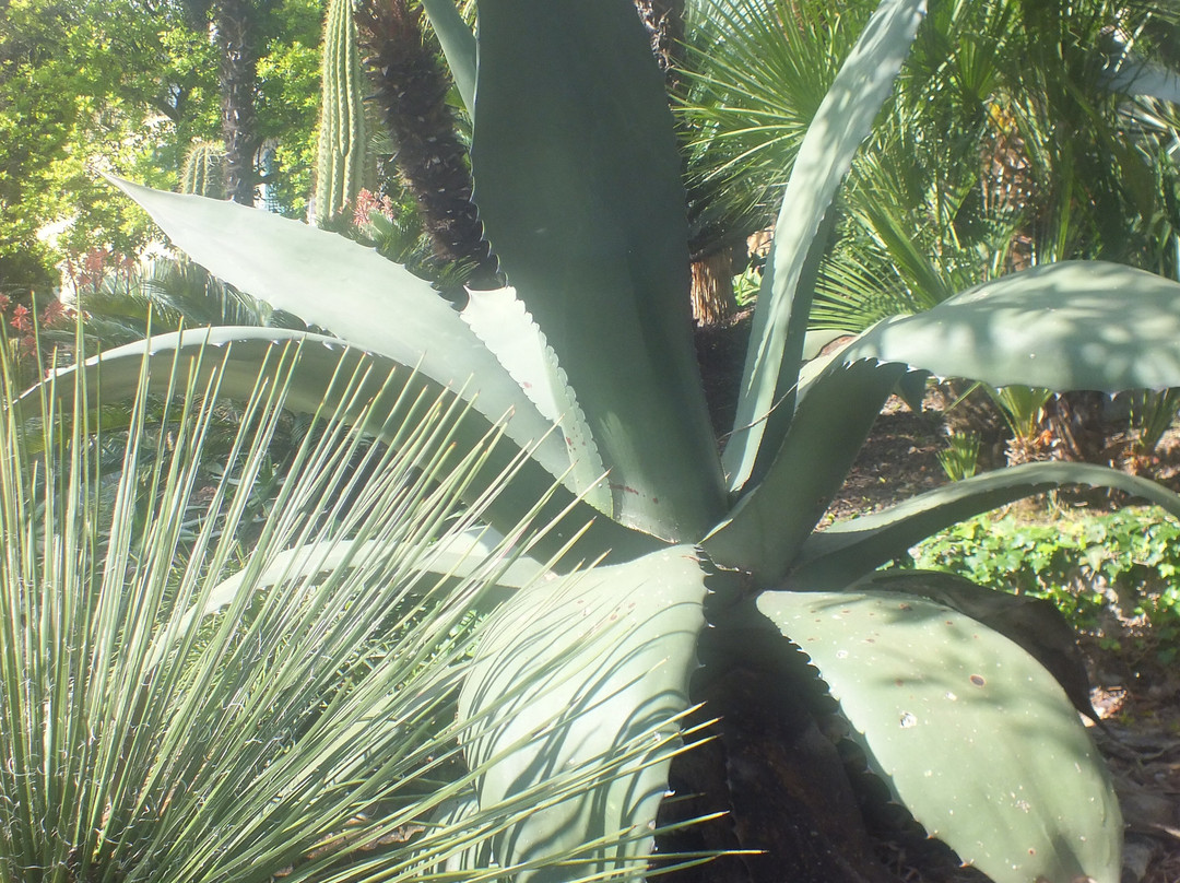 Il Giardino Botanico景点图片