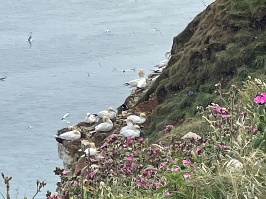 Rspb Bempton Cliffs景点图片