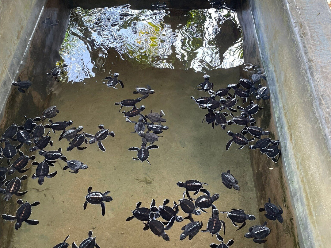 Induruwa Sea Turtle Conservation Project & Sea Turtle Information Center景点图片