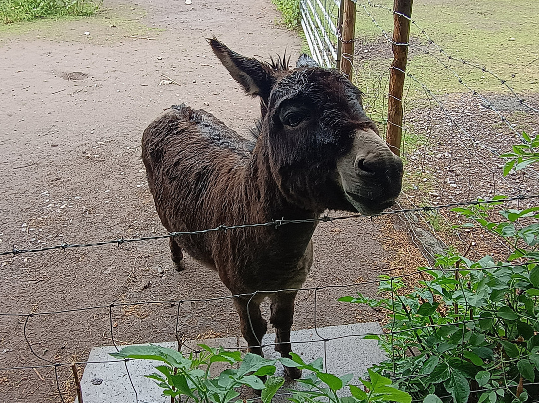 Greenacres Animal Park景点图片