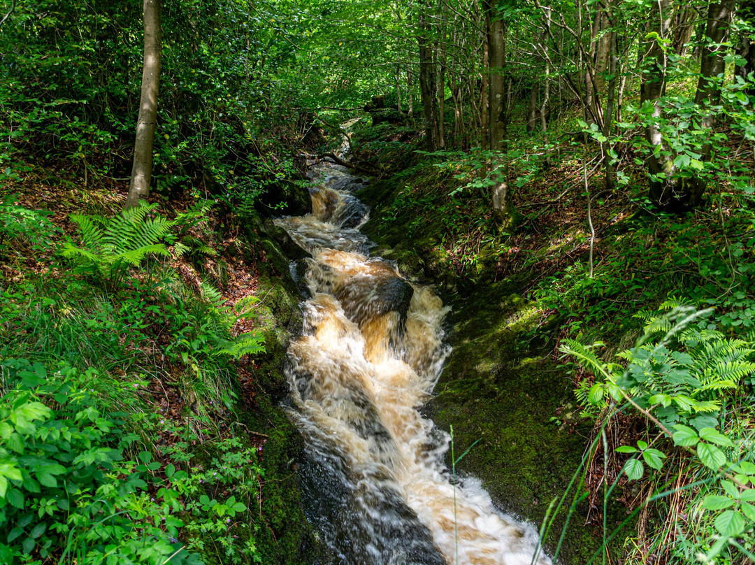 Ingleborough Estate Nature Trail景点图片