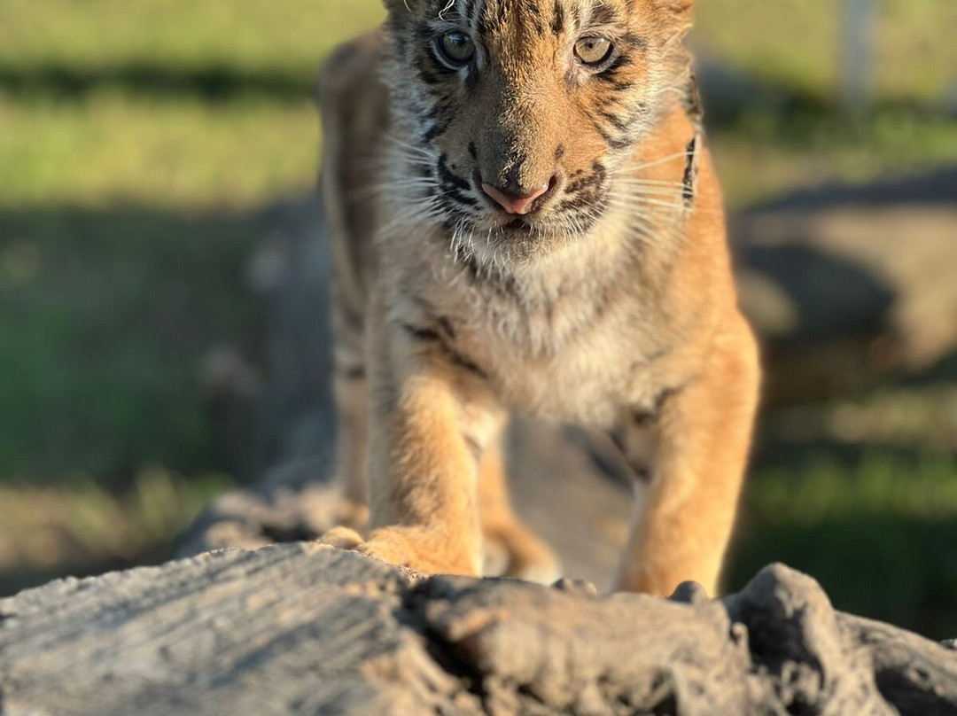 Granja Animalia-Xicotepec de Juarez必去景点