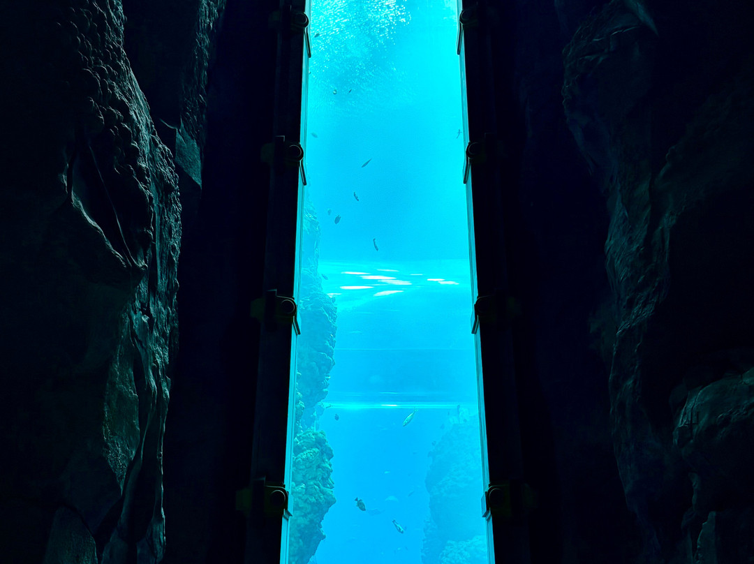 SeaWorld Yas Island Abu Dhabi景点图片