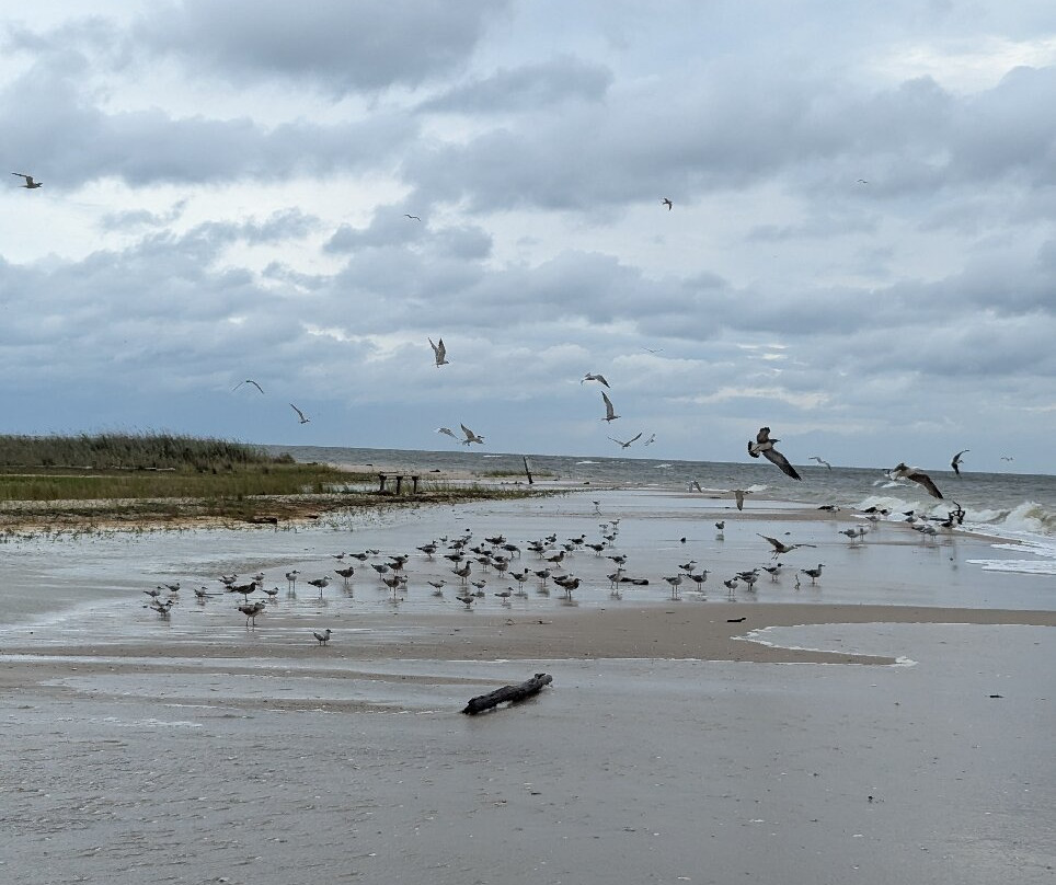 Flag Ponds Nature Park-Lusby必去景点