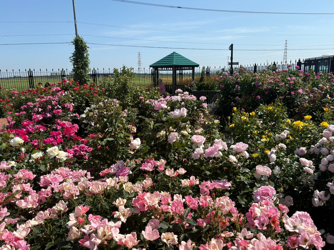 ROYCE' CACAO & CHOCOLATE TOWN