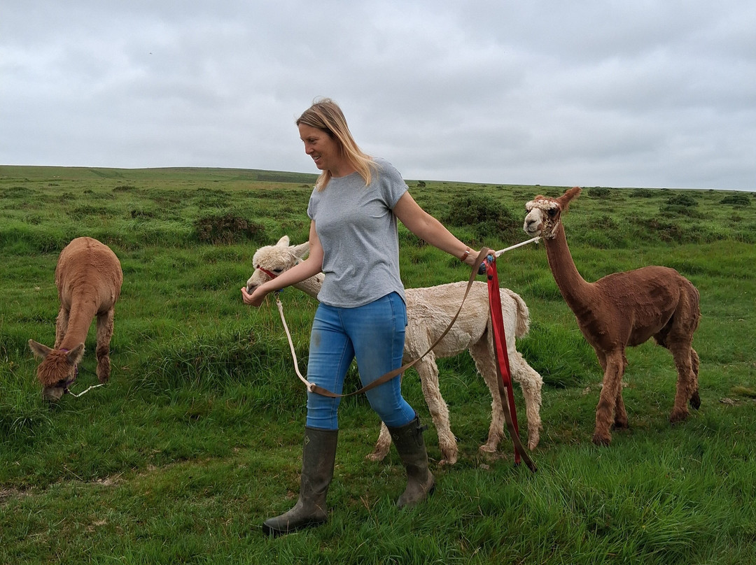Lydford Gorge Alpacas-Lydford必去景点