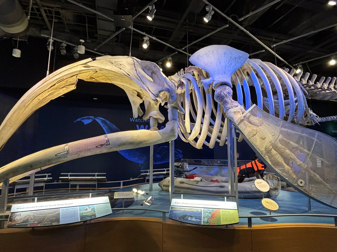 北卡罗来纳自然科学博物馆-罗利必去景点