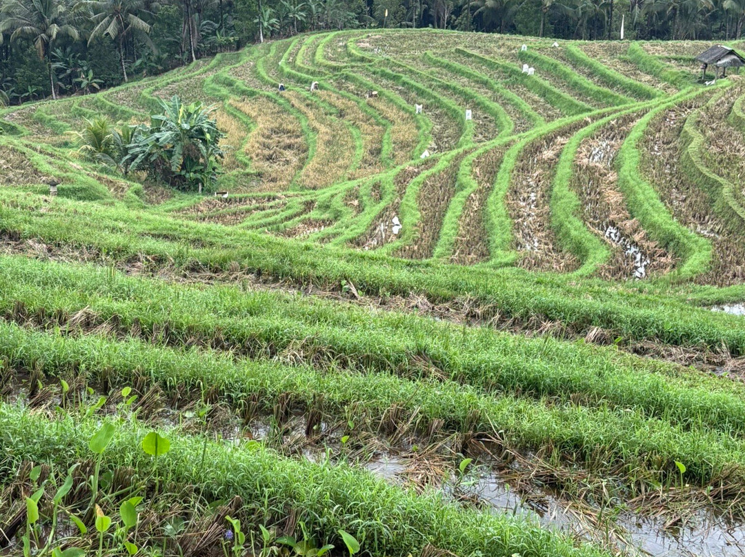 Bali Sesandan Garden主图