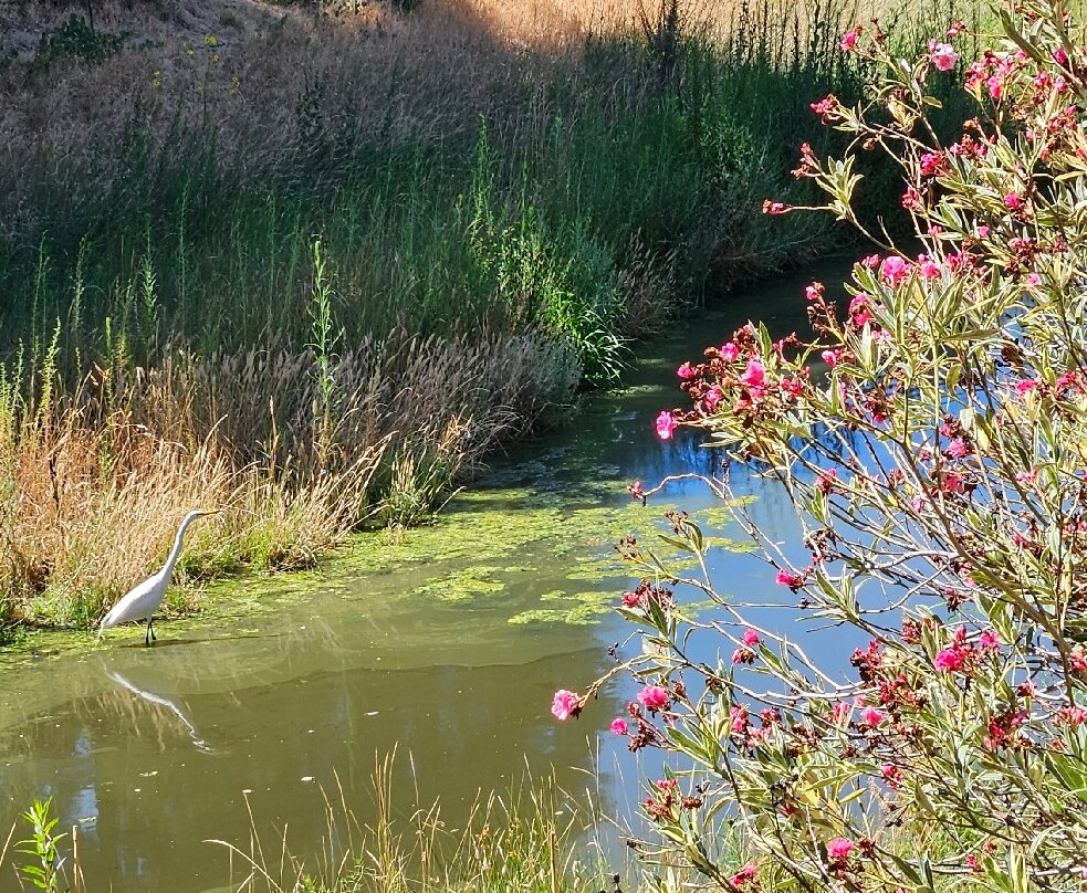 戴维斯大学植物园-戴维斯必去景点