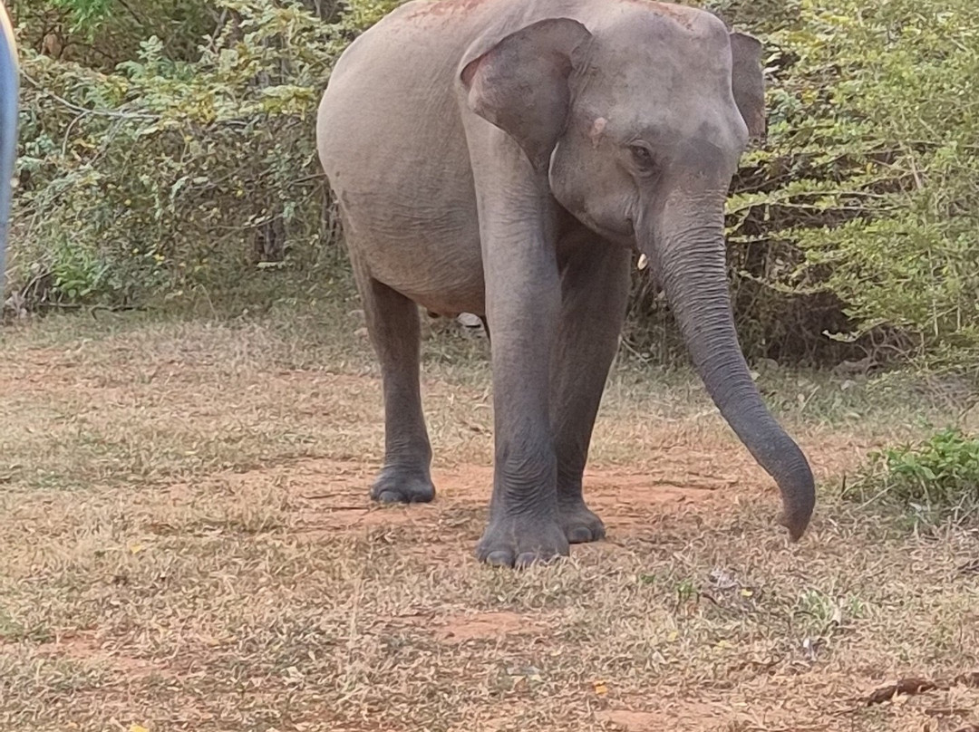 Kavisha Safari Service Udawalawa-乌达瓦拉瓦必去景点