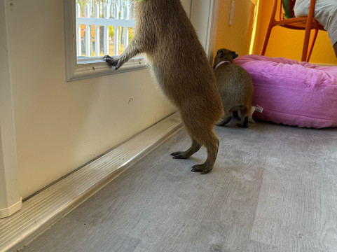 Happy Capys Capybara Experiences-恩格尔伍德必去景点