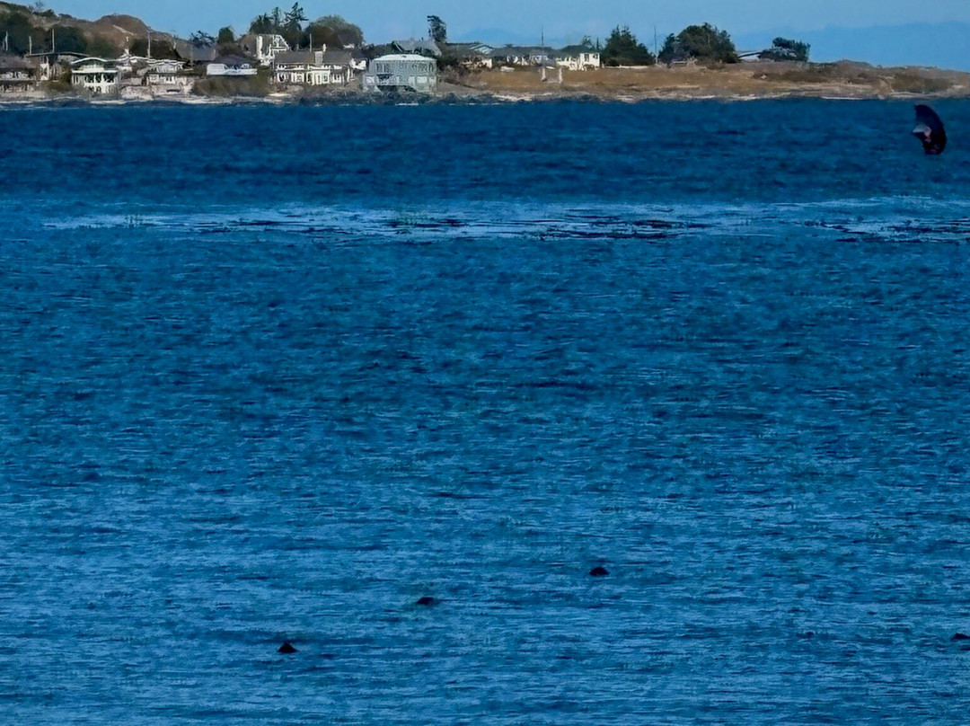 Clover Point Park-维多利亚必去景点