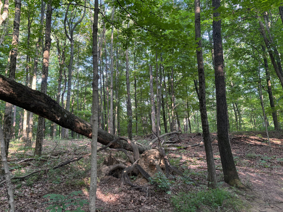 Shale Hollow Park-Lewis Center必去景点