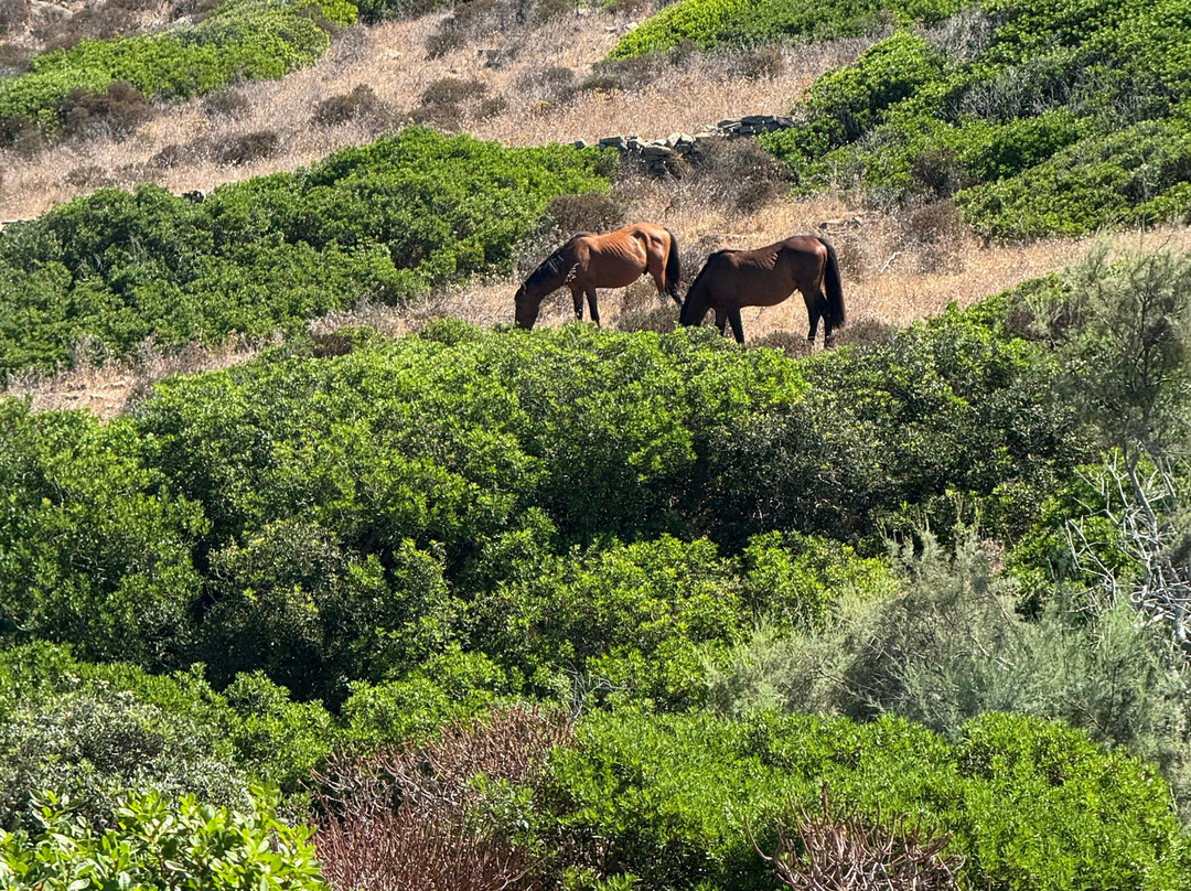 ScopriSardegna - Day Tour-Porto Torres必去景点