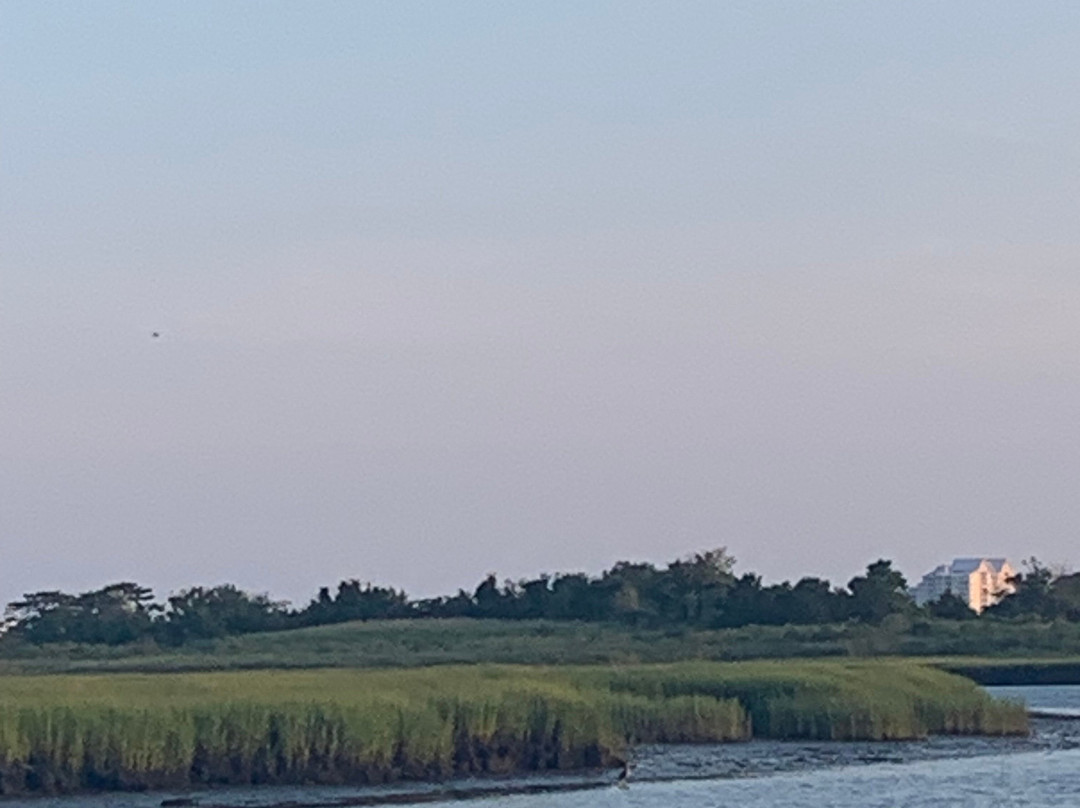 Birding By Boat on the Osprey-开普梅必去景点