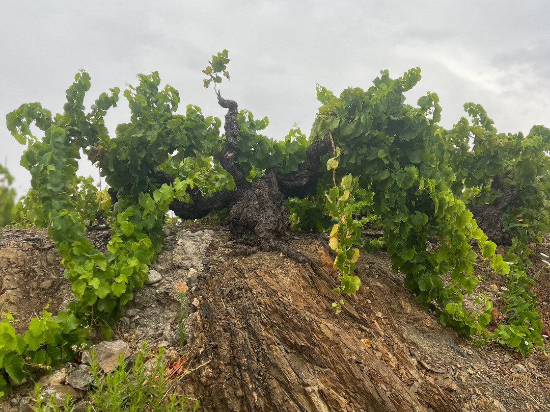 Terres des Templiers-Banyuls-sur-mer必去景点