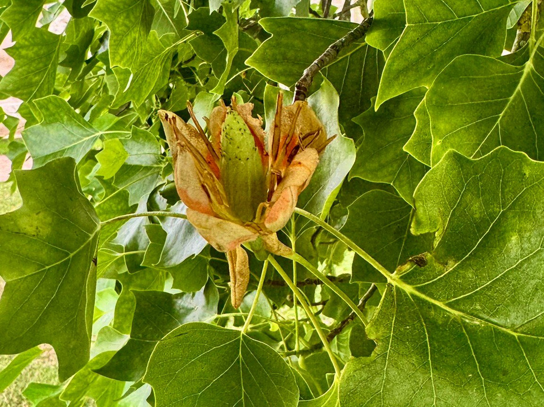 Fredensborg Palace-弗雷登斯堡必去景点