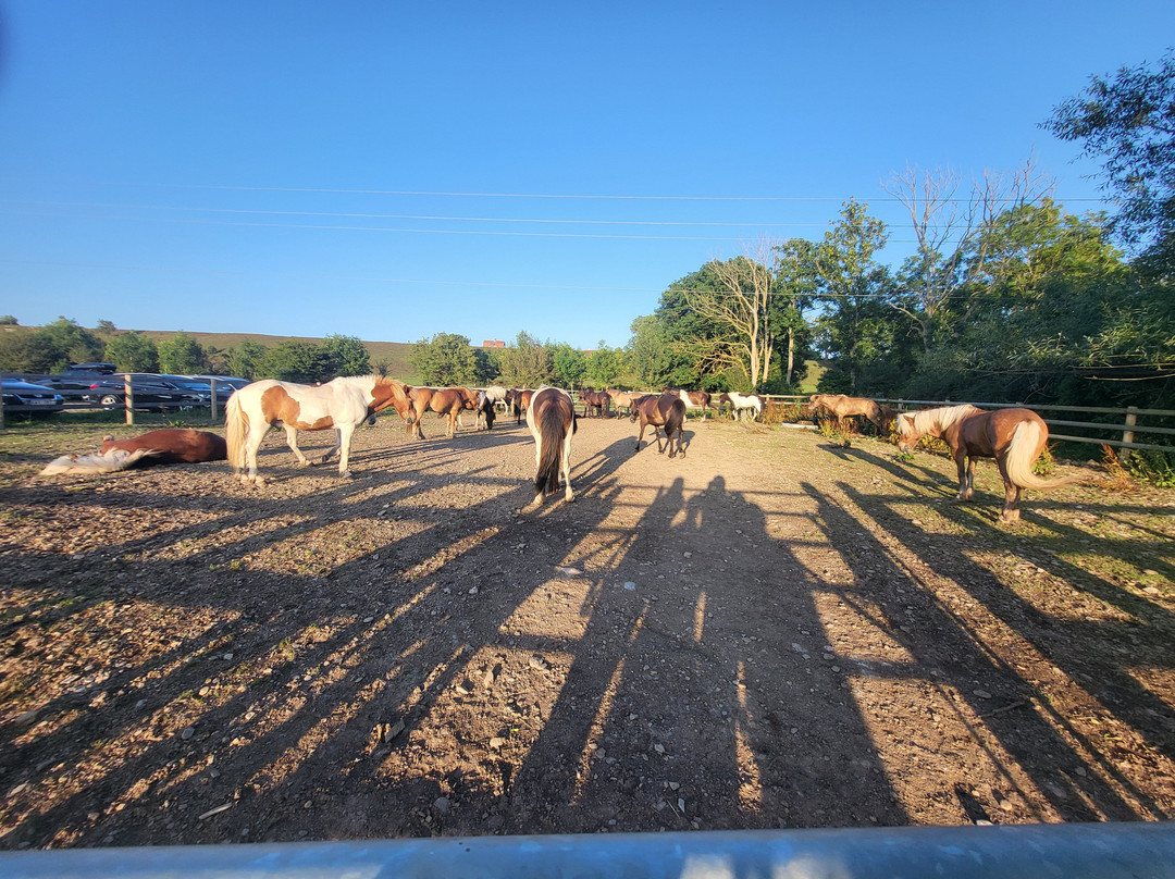 Kvarnbacka Islandshästar-Morbylanga必去景点