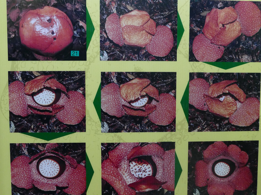 大王花保护区-亚庇必去景点