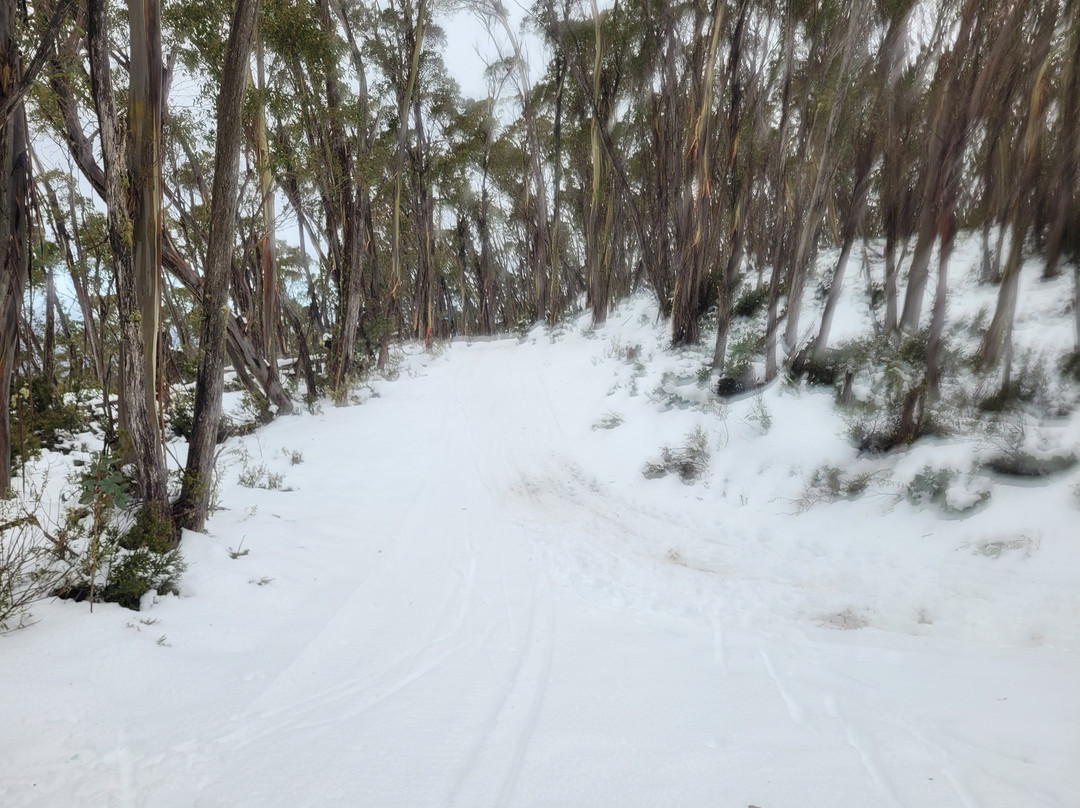 Mount Baw Baw Alpine Resort-Mount Baw Baw必去景点
