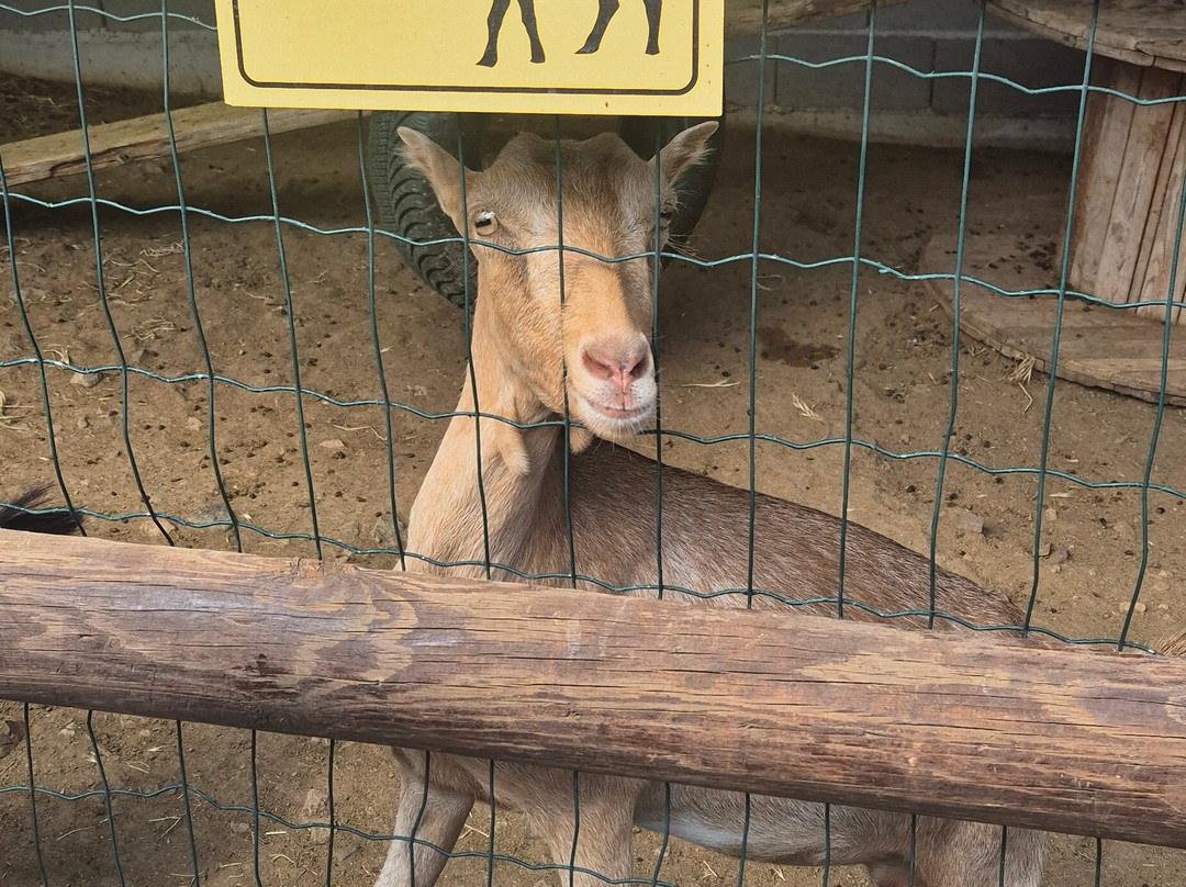 Camel Park Sunny Beach-拉夫达必去景点