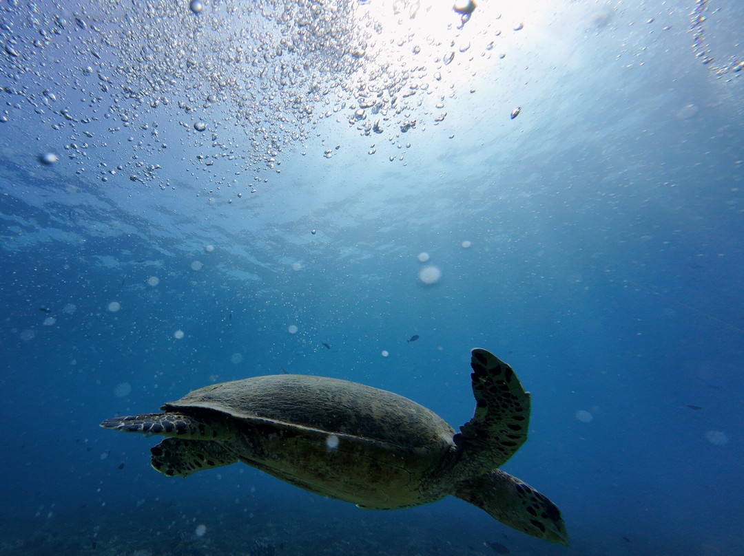 Gili Island Diving Center-Gili Air必去景点