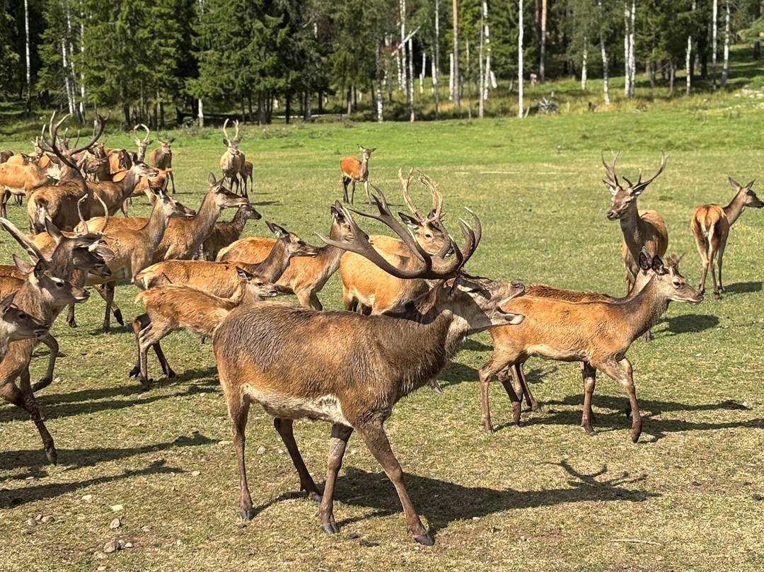 Skullaryd Älgpark-Eksjo必去景点