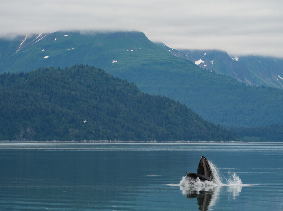Glacier Bay Sea Kayaks-古斯塔夫斯必去景点
