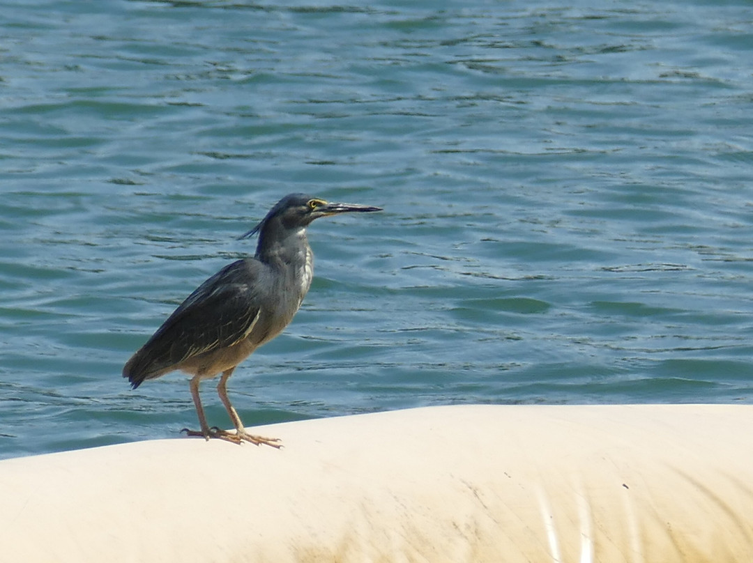 Sandakan Waterfront-山打根必去景点
