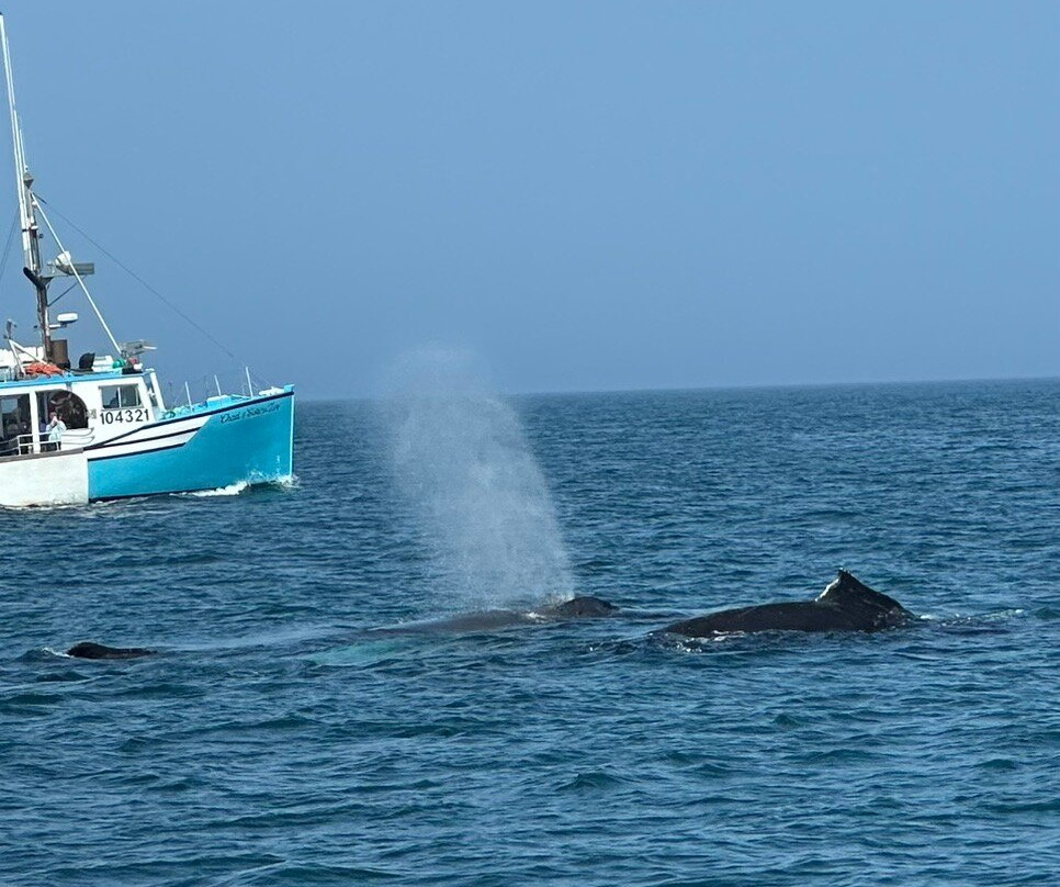 Petit Pasage Whale Watch-East Ferry必去景点