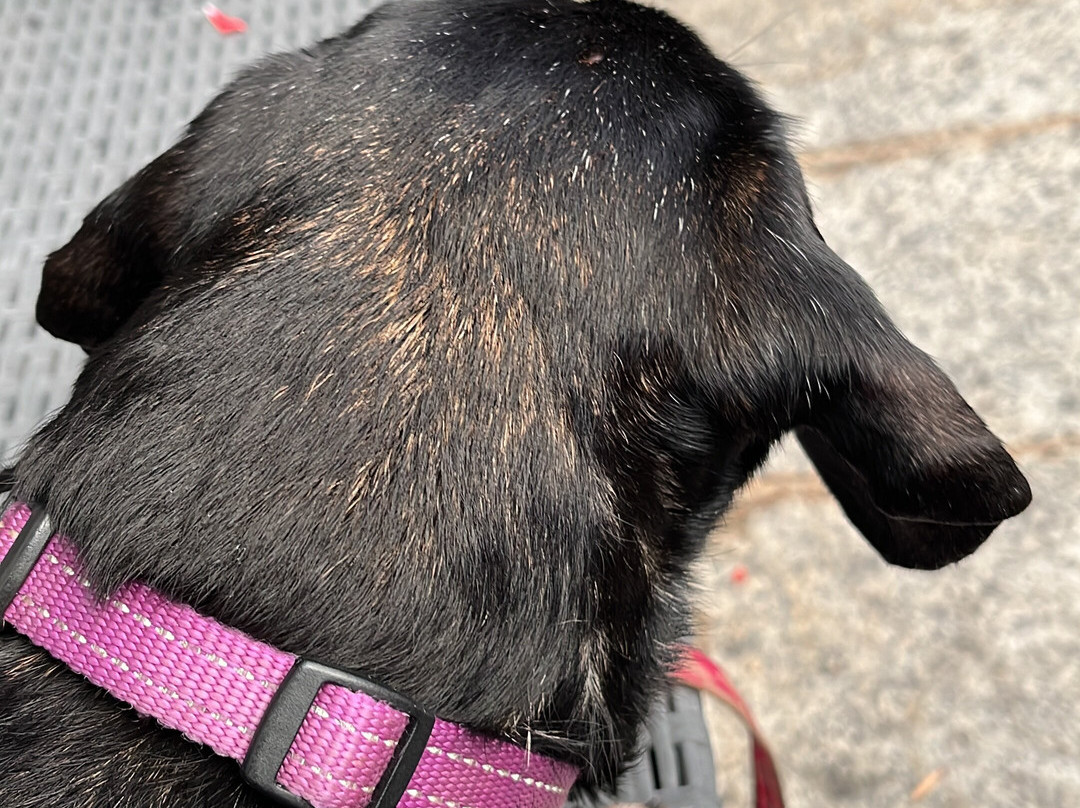 Hotel Gran Baita主图