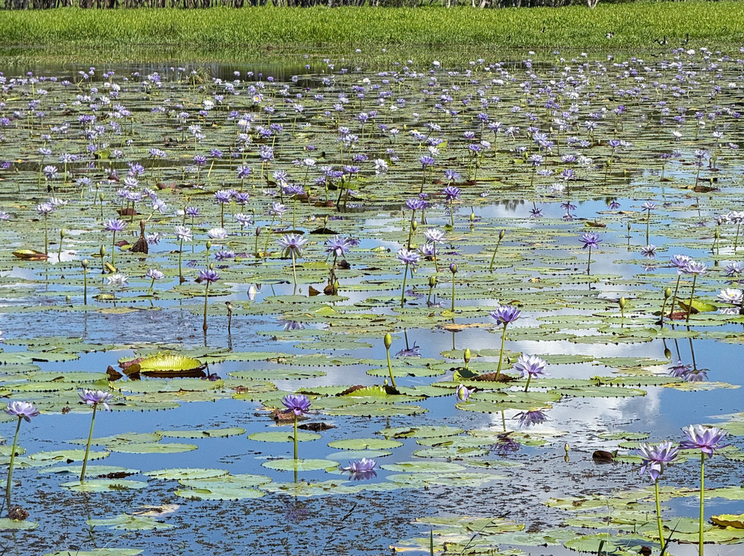 Mungalla Aboriginal Tours-Ingham必去景点