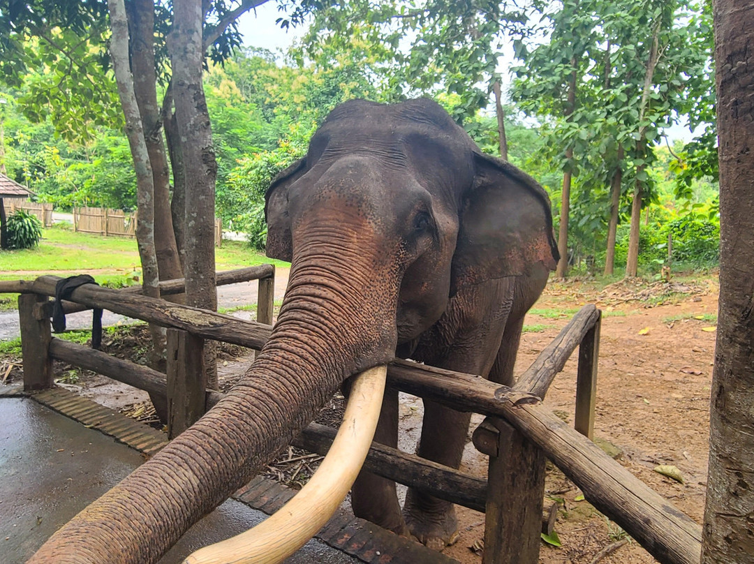 Manifa Elephant Camp-Sang Ha必去景点