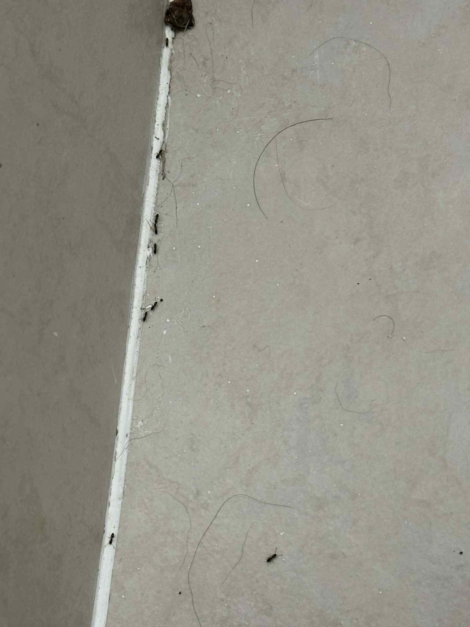 Sumner Motor Inn-官方