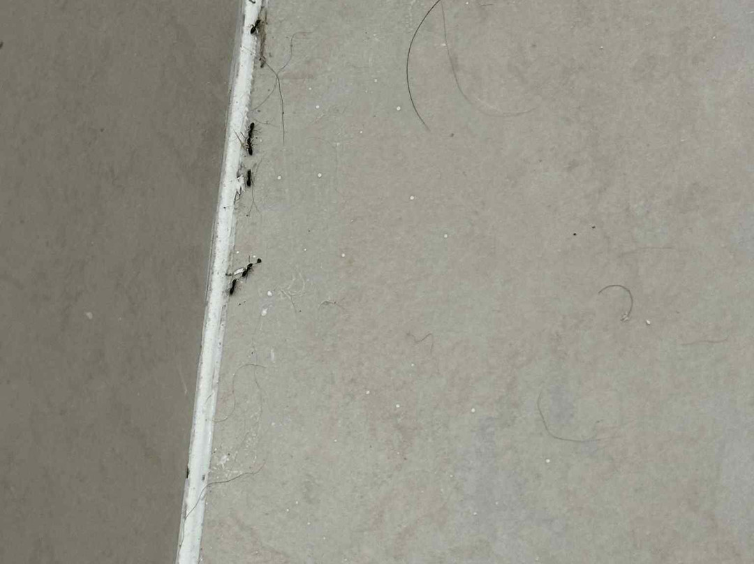 Sumner Motor Inn主图