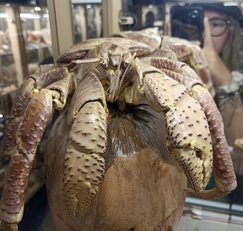 Museum du Coquillage-莱萨布勒多洛讷必去景点