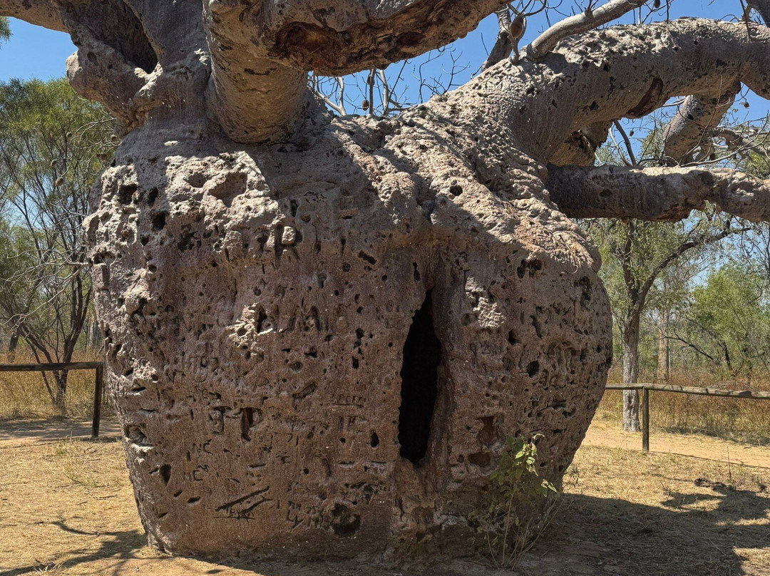 Boab Prison Tree-Derby必去景点