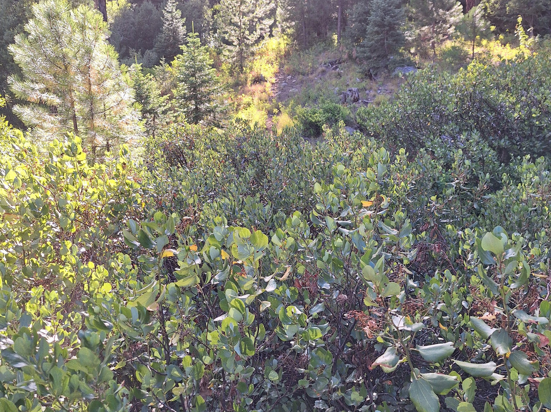 Ya-Hoo Corrals-McCall必去景点