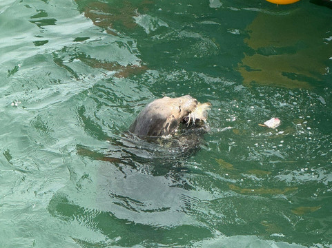 Bootlegger Boat Trips-纽奎必去景点