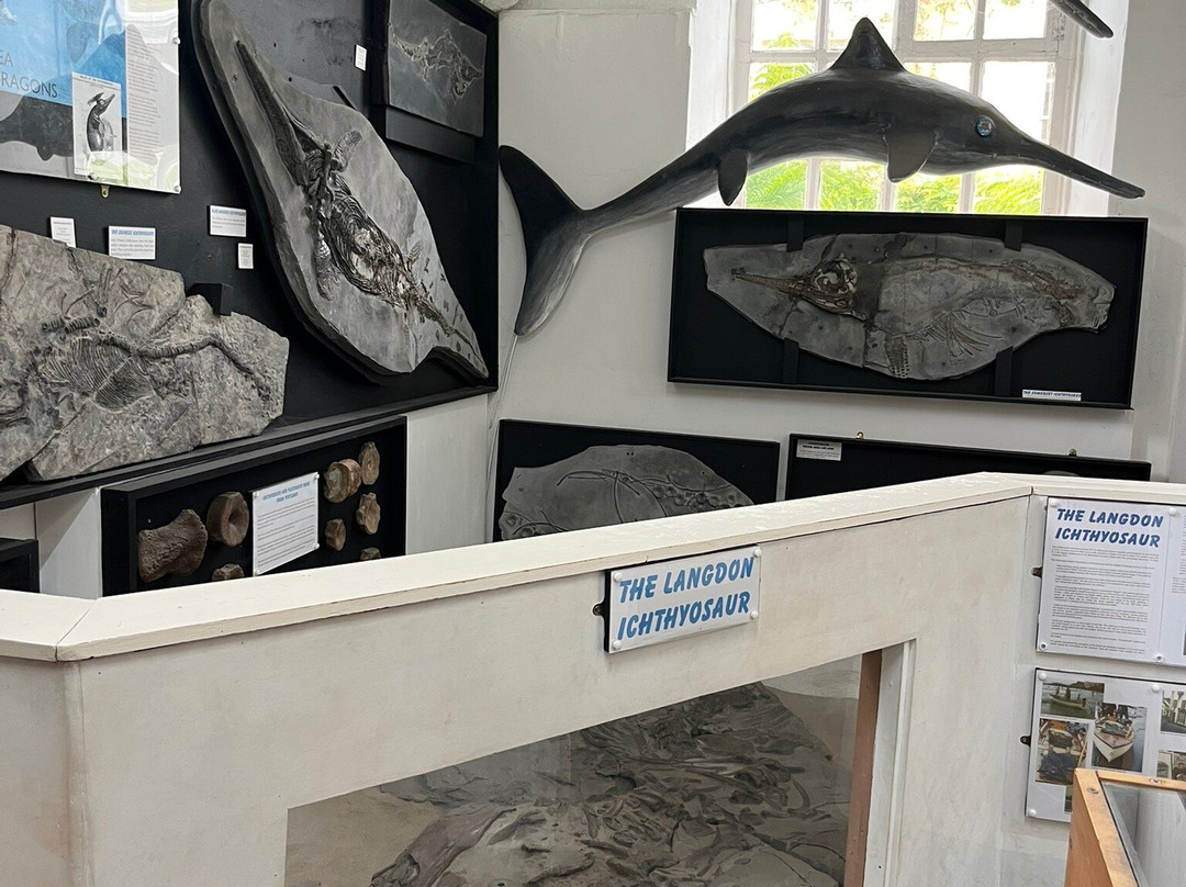 Dinosaurland Fossil Museum-莱姆里杰斯必去景点