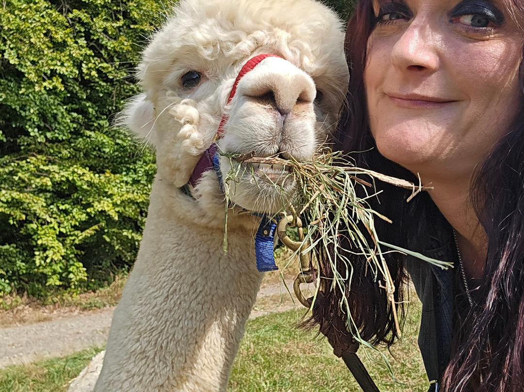 Alpakas Des Westens-Windeck必去景点