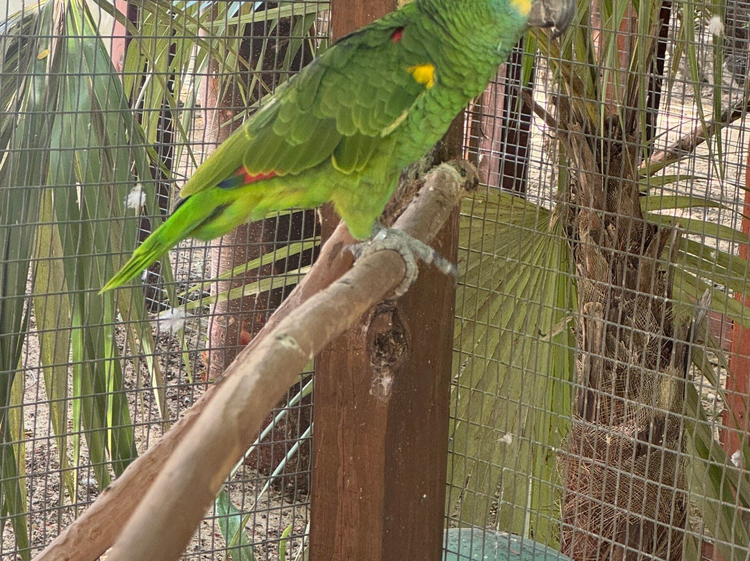Cayman Parrot Sanctuary-East End必去景点