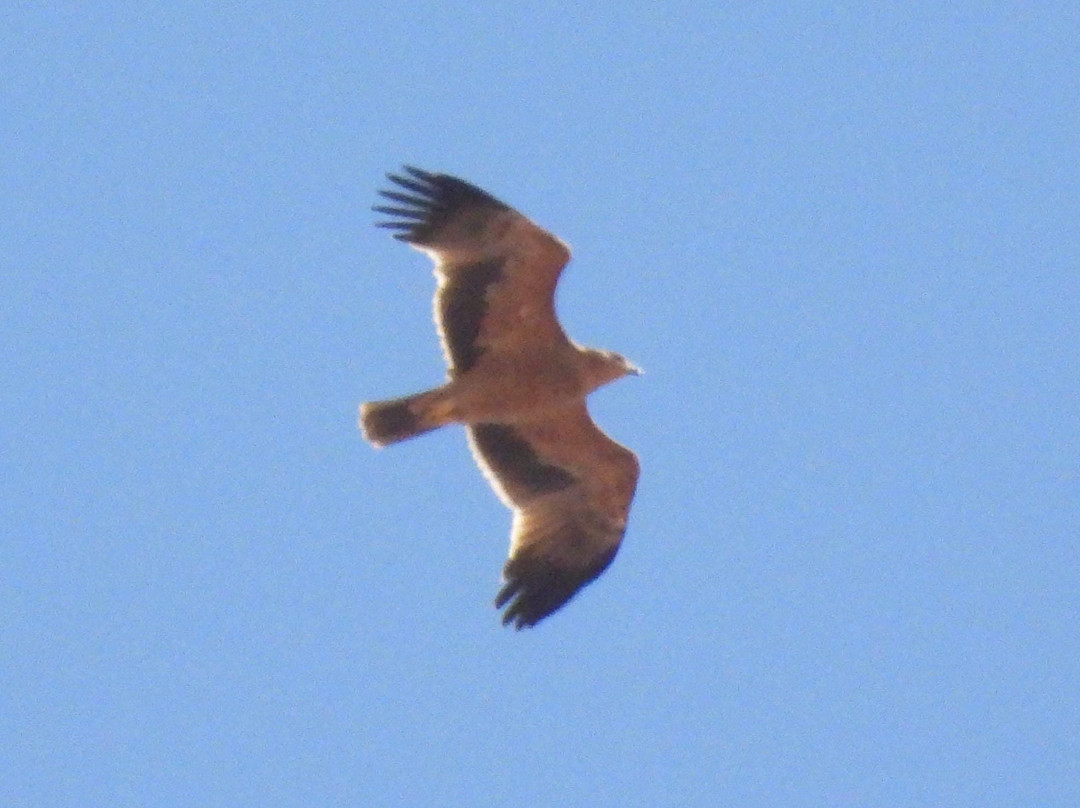 Birding The Strait-塔里法必去景点