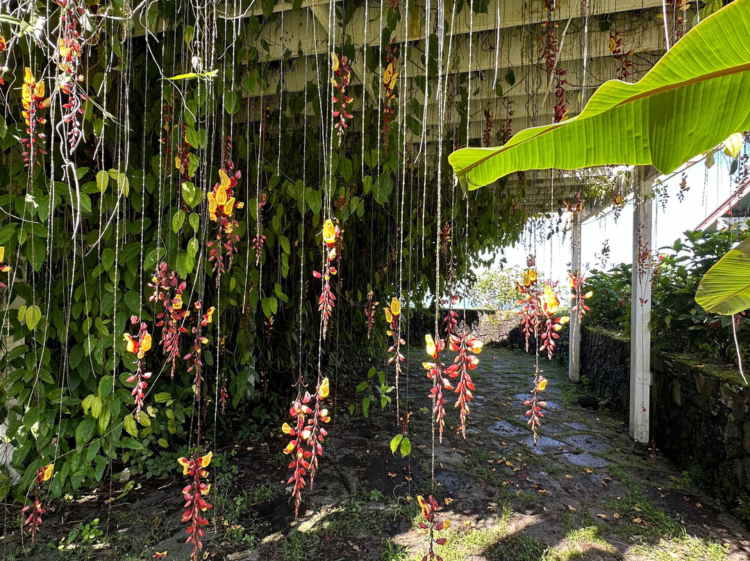 Hula Daddy Kona Coffee-哈陆亚洛亚必去景点