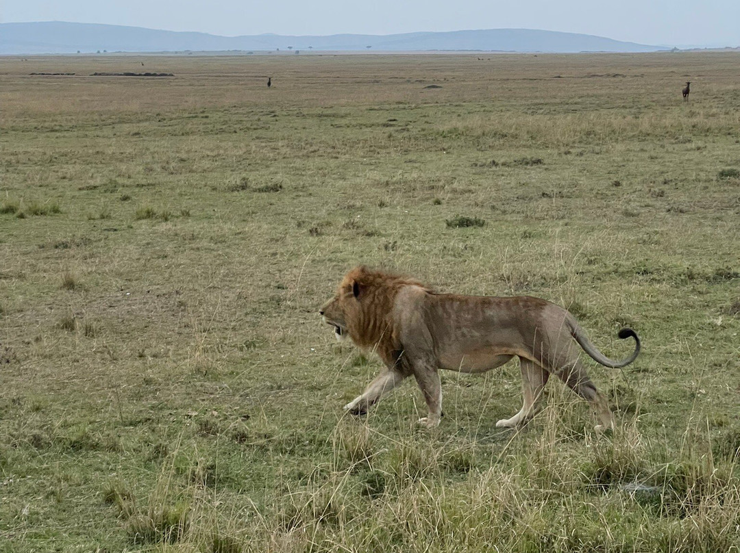 Apex Photo Safaris-内罗毕必去景点