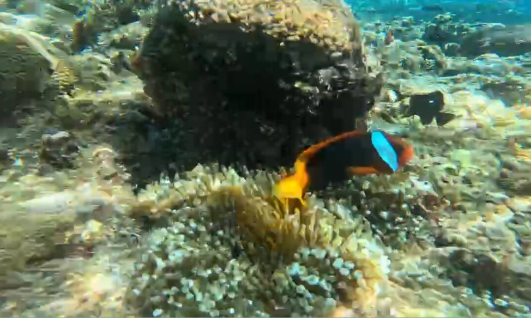 Bali Candidasa Tour-甘地达萨必去景点