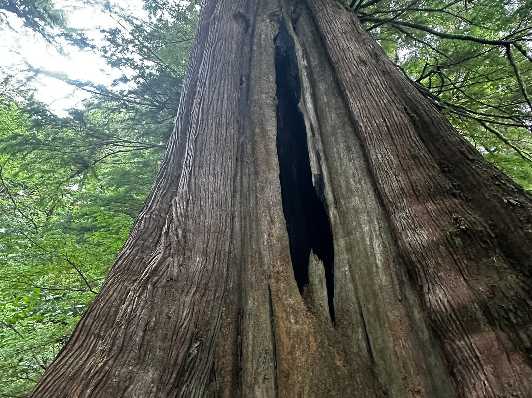 Tofino Sea Kayaking Day Tours-托菲诺必去景点