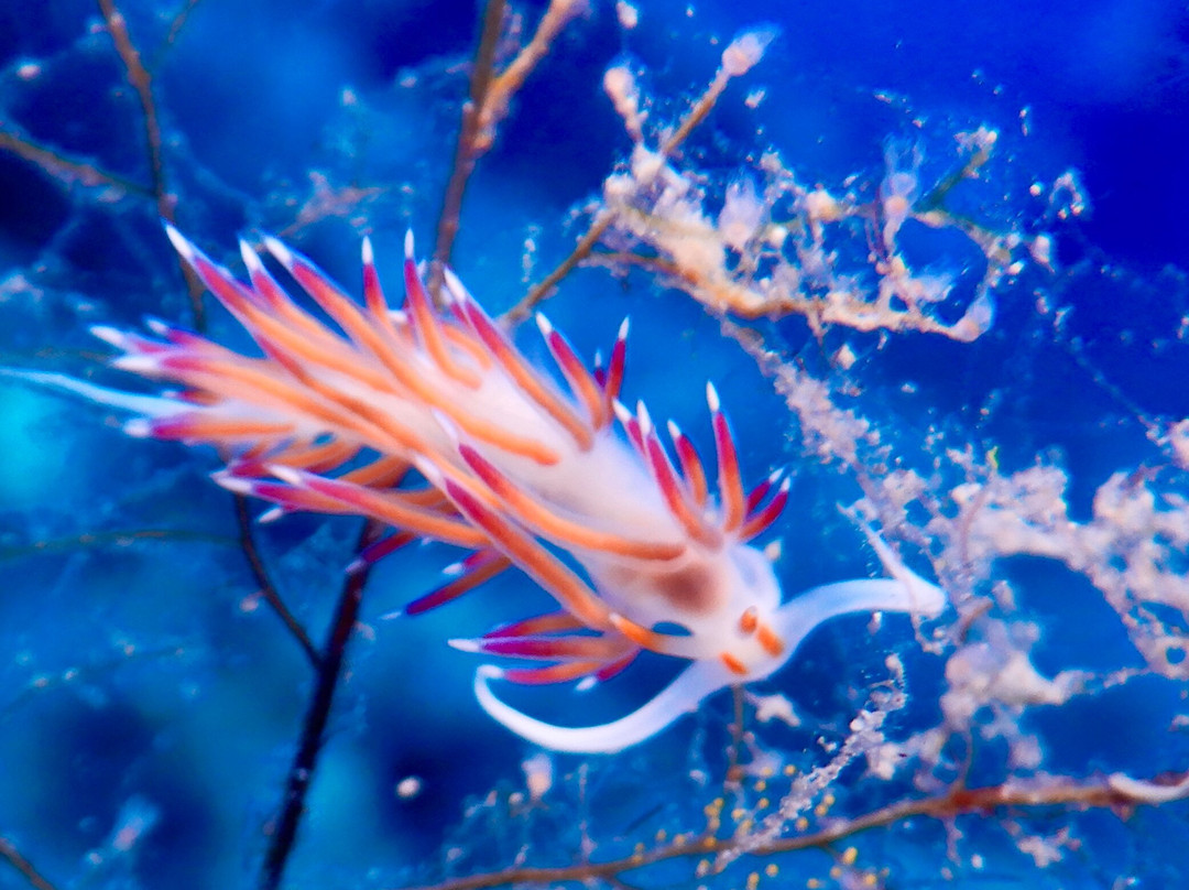 Lustrica diving-Ustica必去景点