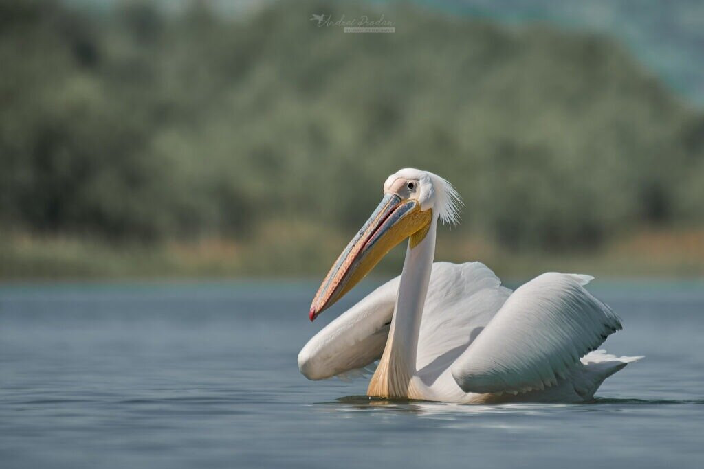 Bunica Maria - Guesthouse for birders