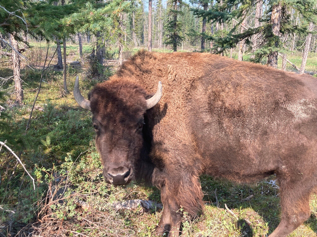 Rocky Mountain Buffalo Ranch & Guest Cabins-戈尔登必去景点